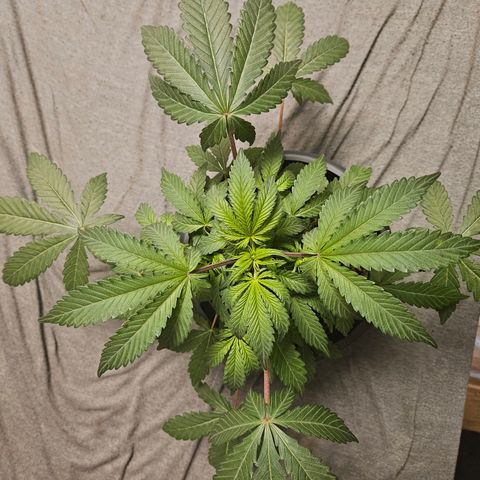 Royal Cookies Automatic growlog timeline photo