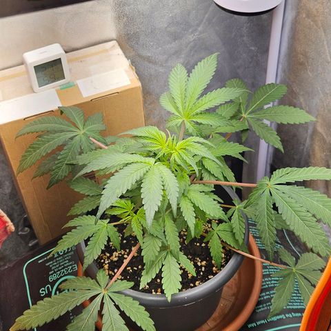Royal Cookies Automatic growlog timeline photo