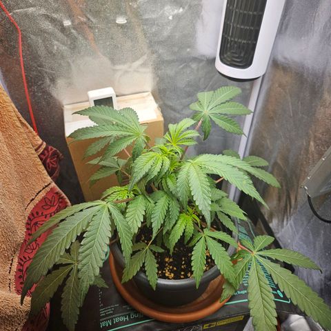 Royal Cookies Automatic growlog timeline photo