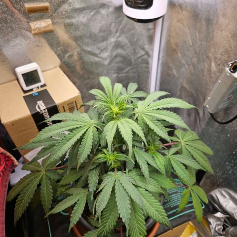 Royal Cookies Automatic growlog timeline photo