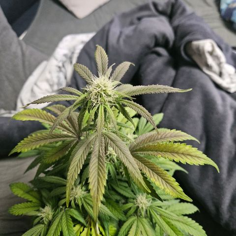 Royal Cookies Automatic growlog timeline photo