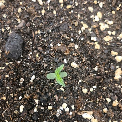 Hyperion growlog timeline photo