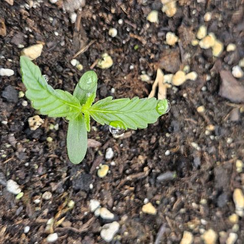 Hyperion growlog timeline photo