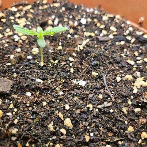 Hyperion growlog timeline photo
