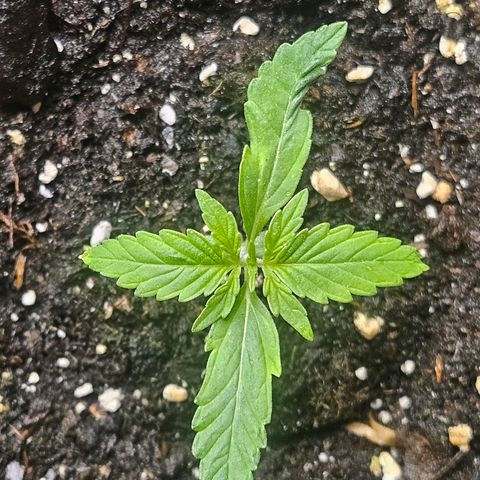 Hyperion growlog timeline photo