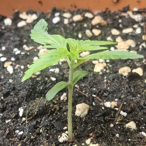 Hyperion growlog timeline photo