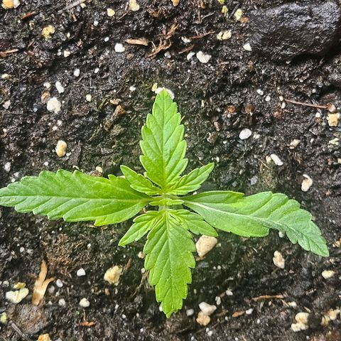 Hyperion growlog timeline photo