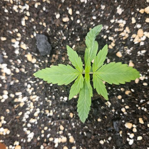 Hyperion growlog timeline photo
