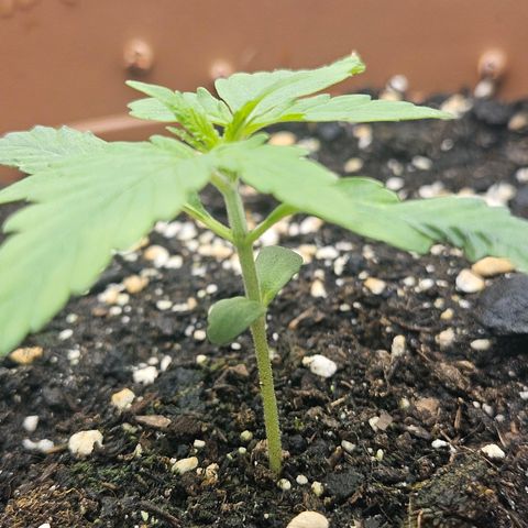 Hyperion growlog timeline photo