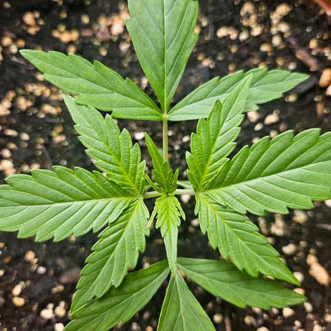 Hyperion growlog timeline photo
