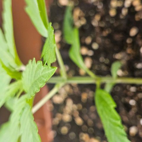 Hyperion growlog timeline photo