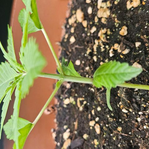Hyperion growlog timeline photo