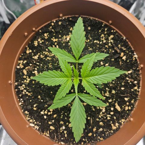 Hyperion growlog timeline photo