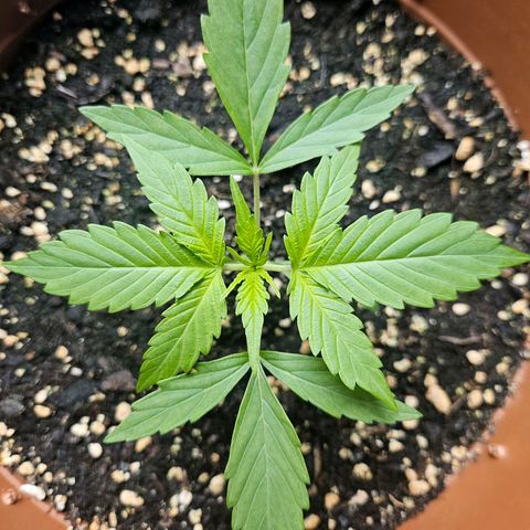 Hyperion growlog timeline photo