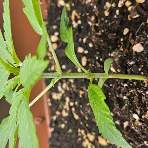 Hyperion growlog timeline photo