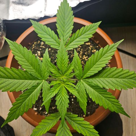 Hyperion growlog timeline photo
