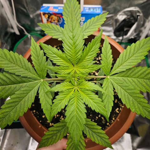 Hyperion growlog timeline photo