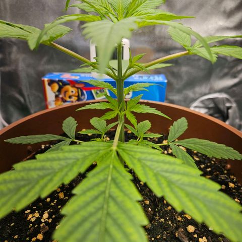 Hyperion growlog timeline photo