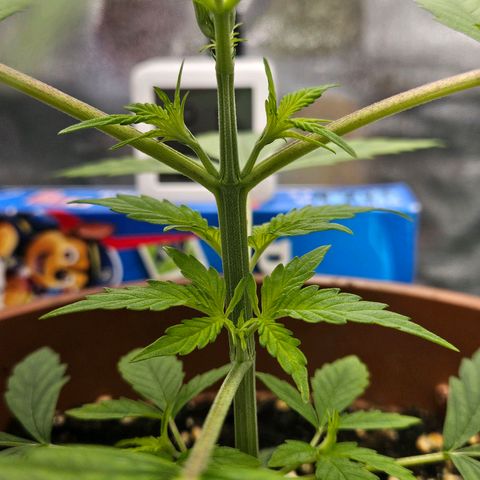 Hyperion growlog timeline photo