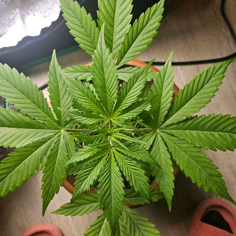 Hyperion growlog timeline photo