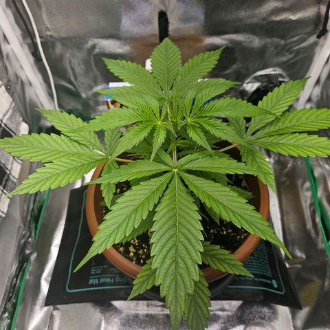 Hyperion growlog timeline photo