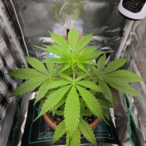 Hyperion growlog timeline photo
