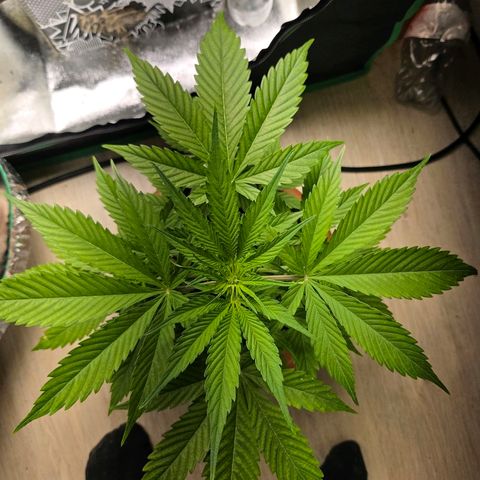 Hyperion growlog timeline photo