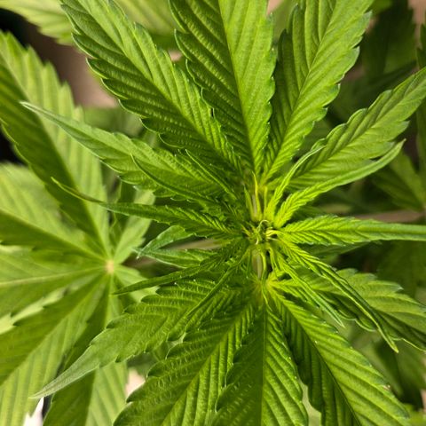 Hyperion growlog timeline photo