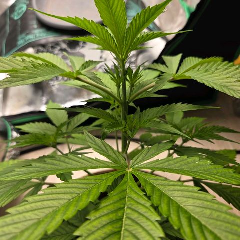 Hyperion growlog timeline photo