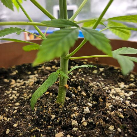 Hyperion growlog timeline photo