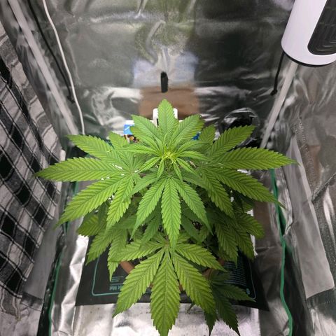 Hyperion growlog timeline photo