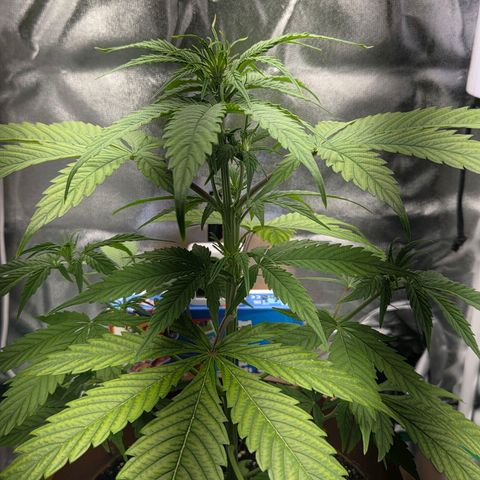 Hyperion growlog timeline photo