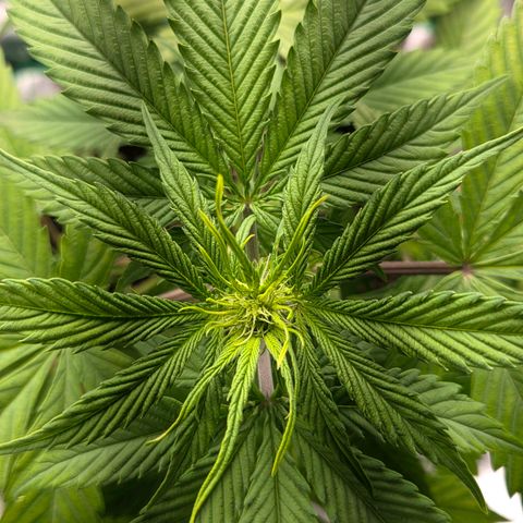 Hyperion growlog timeline photo