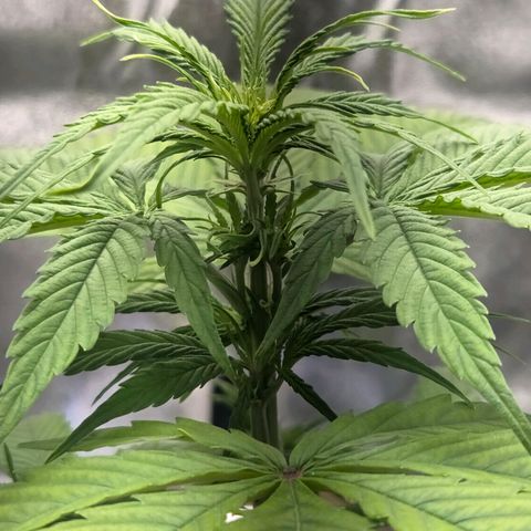Hyperion growlog timeline photo