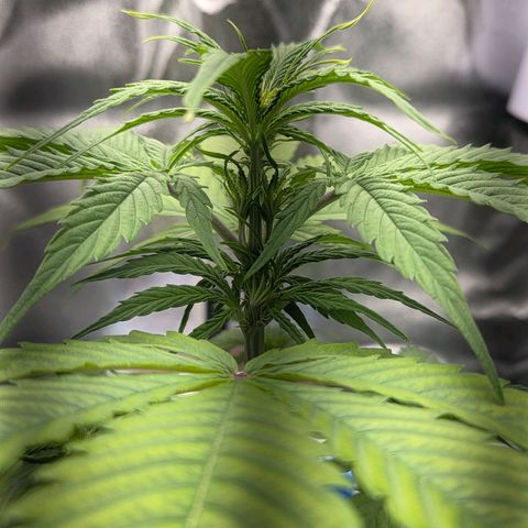 Hyperion growlog timeline photo