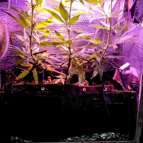 PC growlog timeline photo