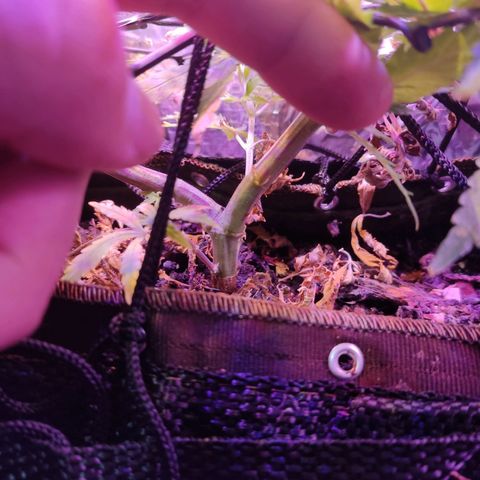 PC growlog timeline photo