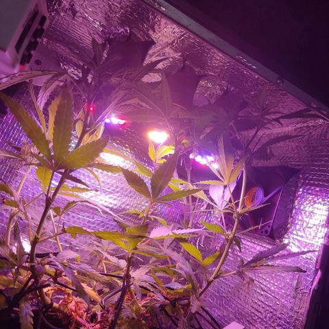 PC growlog timeline photo