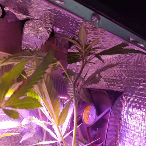 PC growlog timeline photo