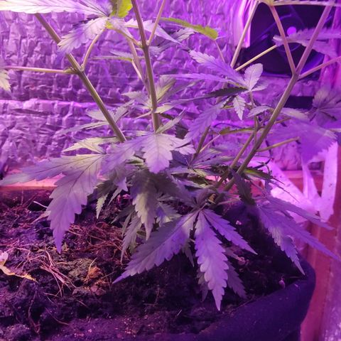 Ak47 growlog timeline photo