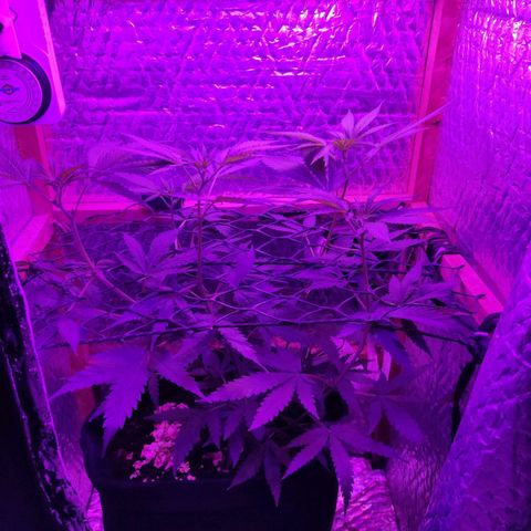Ak47 growlog timeline photo