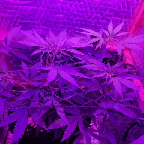 Ak47 growlog timeline photo