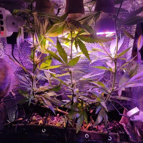 PC growlog timeline photo