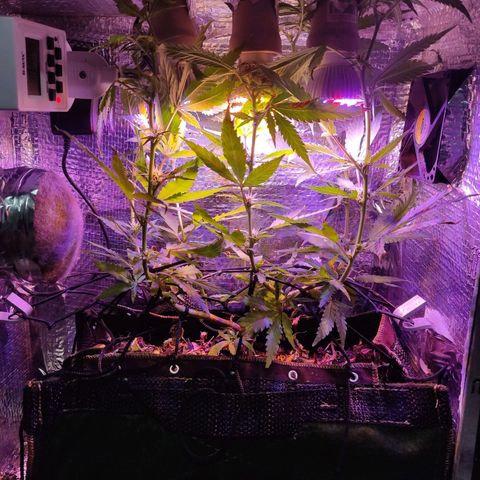 PC growlog timeline photo
