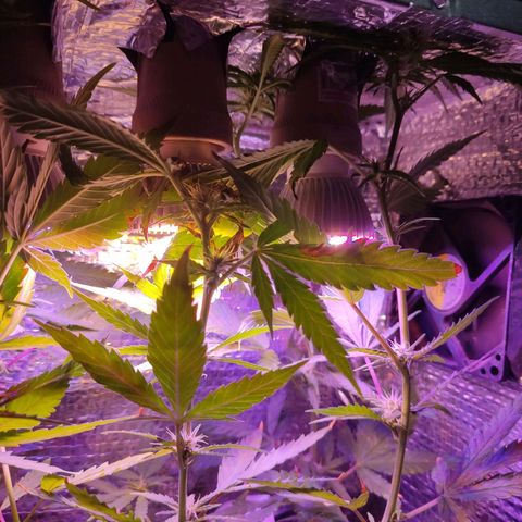 PC growlog timeline photo