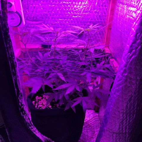 Ak47 growlog timeline photo