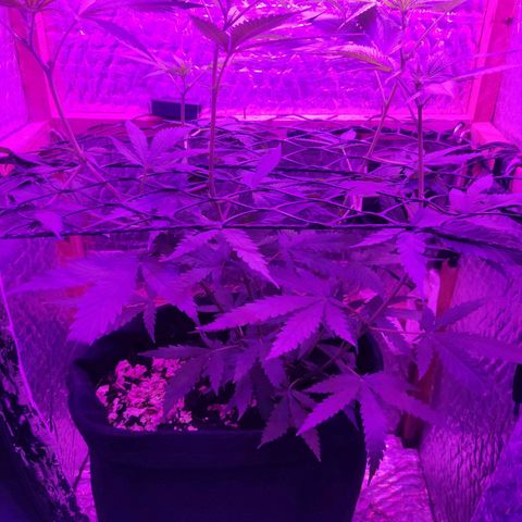 Ak47 growlog timeline photo