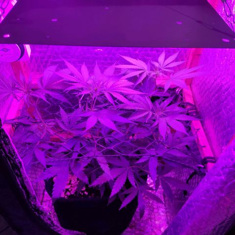 Ak47 growlog timeline photo