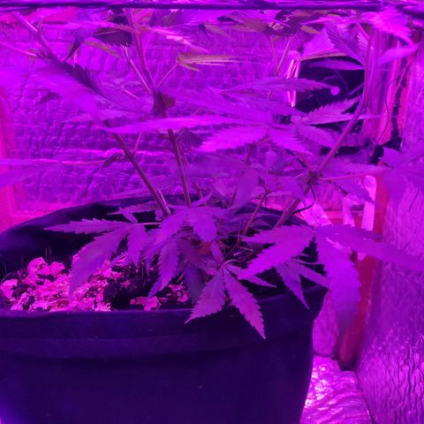 Ak47 growlog timeline photo