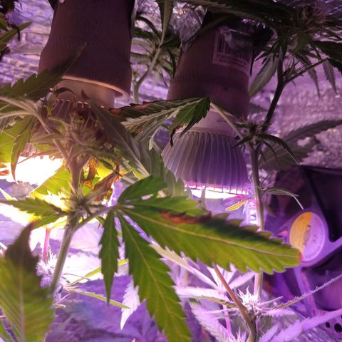 PC growlog timeline photo